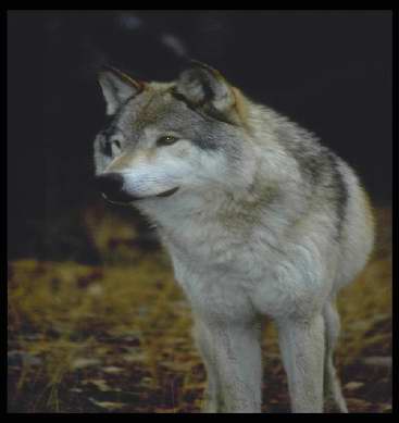 wolf, frontal view