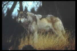 wolf, side view